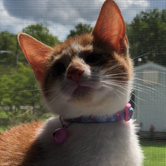 mollytealo